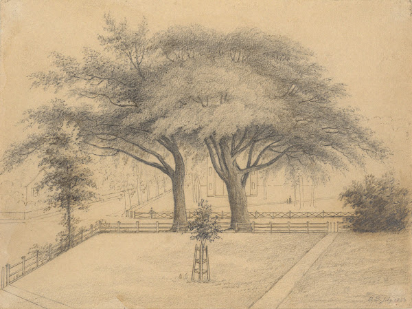 The Trees and Lawn at College and Elm Streets NewHaven