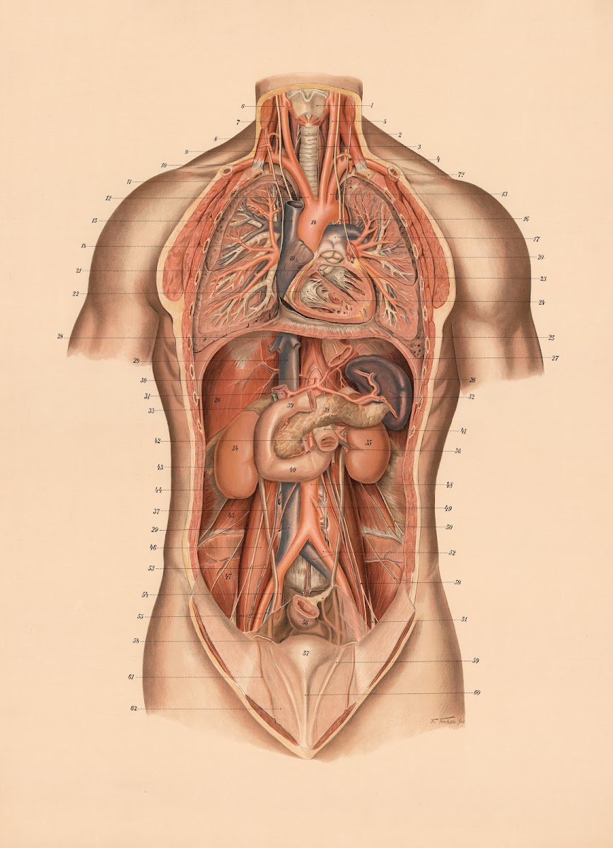 Lungs and internal organs 1900