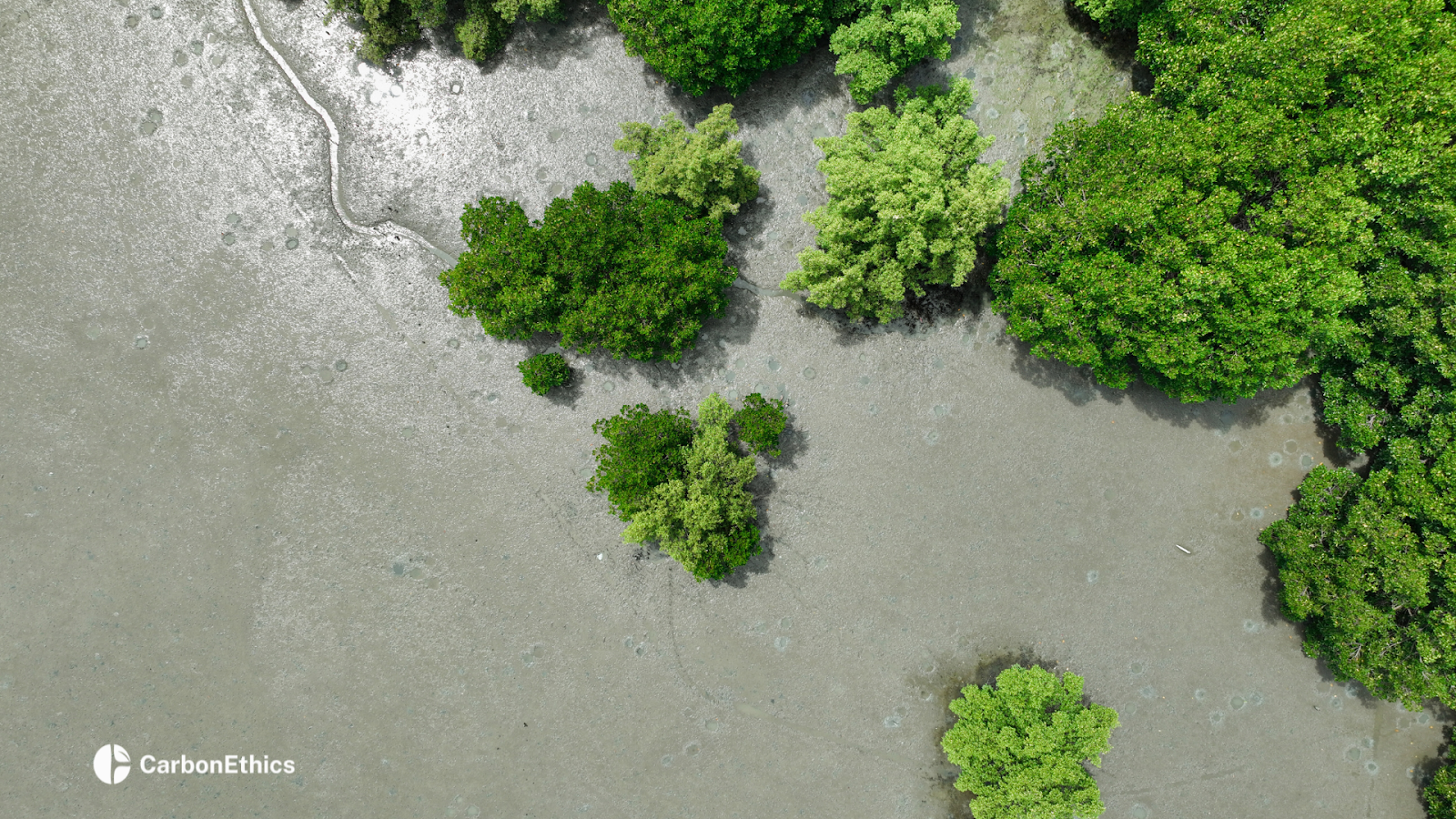 A lush, green mangrove forest along the shoreline, with sandy beach visible in the foreground and natural elements like water and vegetation.