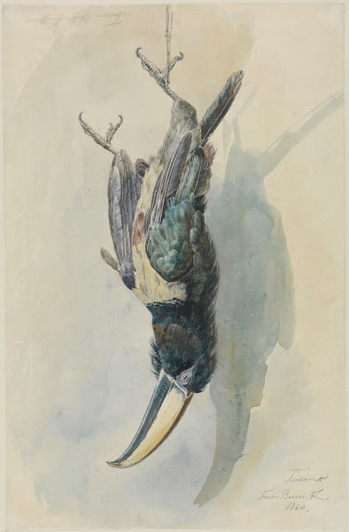 Studie eines Tukans Pfefferfresser 1860