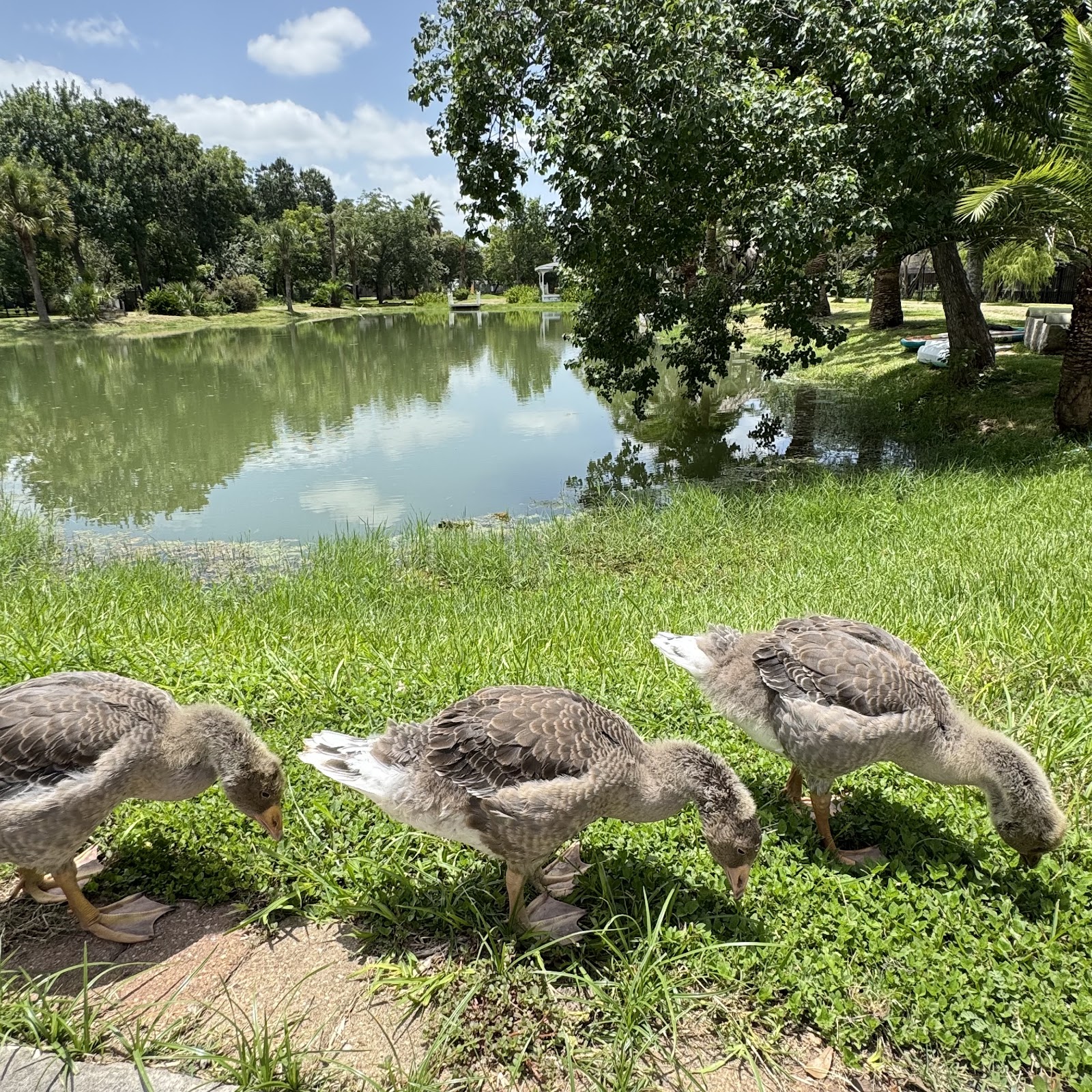 Toulouse Goose