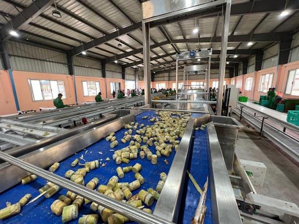 SANAM world-first automated sugarcane seedling factory for the Ministry of Agriculture