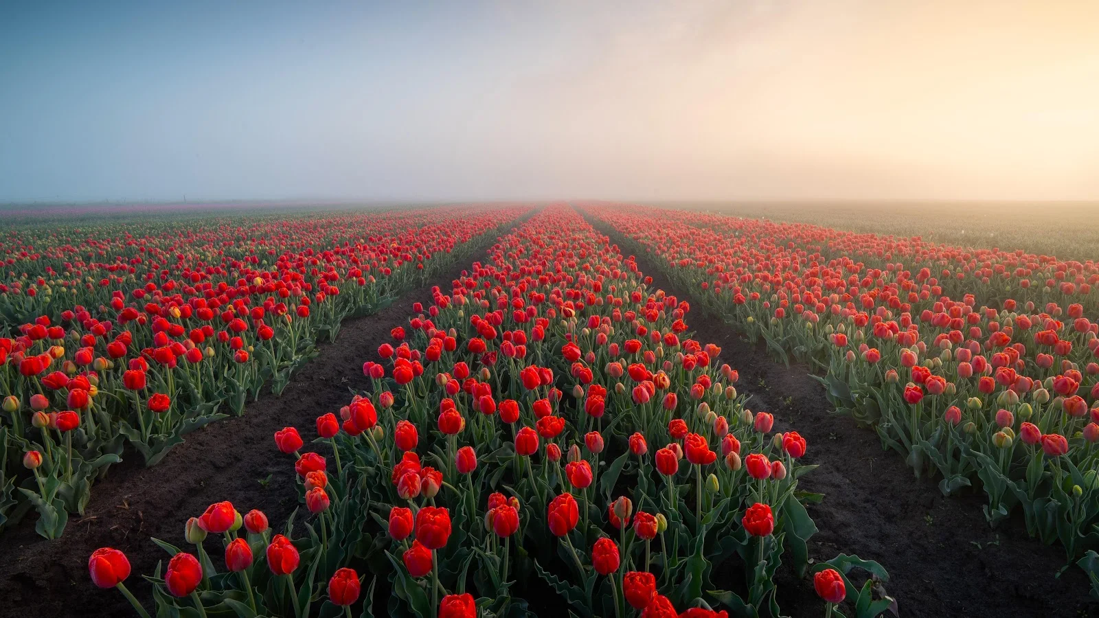Red Tulip Field in Fog - Nature Photography 5K Wallpaper (5120x2880)