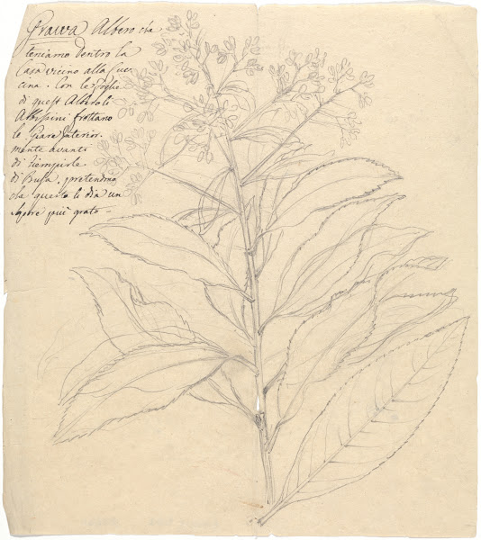 Grawa Vernonia amygdalina