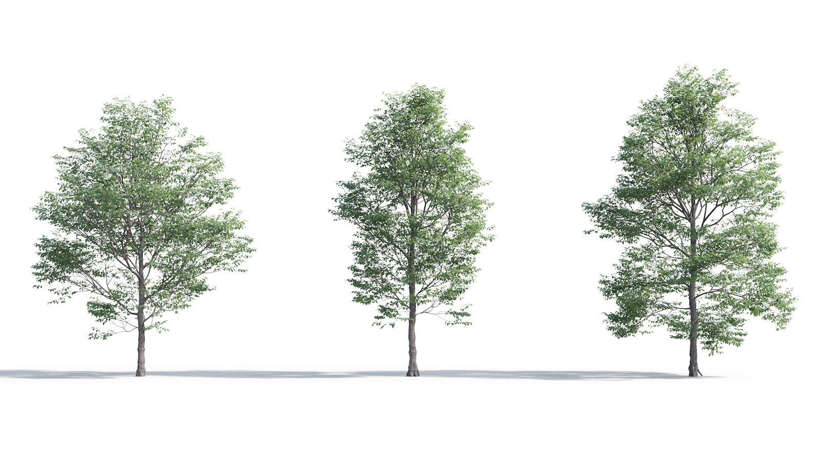 Maxtree - Plant Models Vol.5