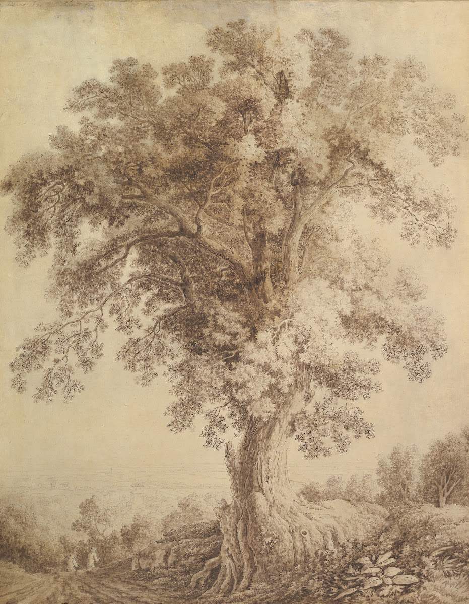 A Large Tree at Albano 1782