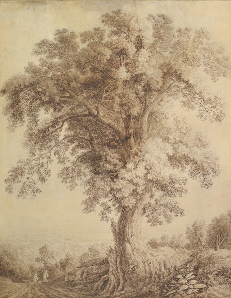 A Large Tree at Albano 1782