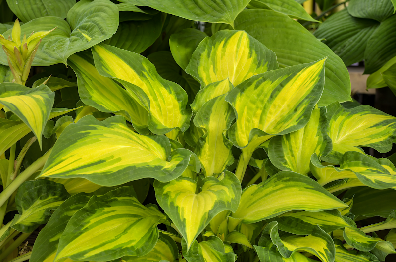 Hosta 'Happy Dayz' in vaso, foglie variegate verde e crema