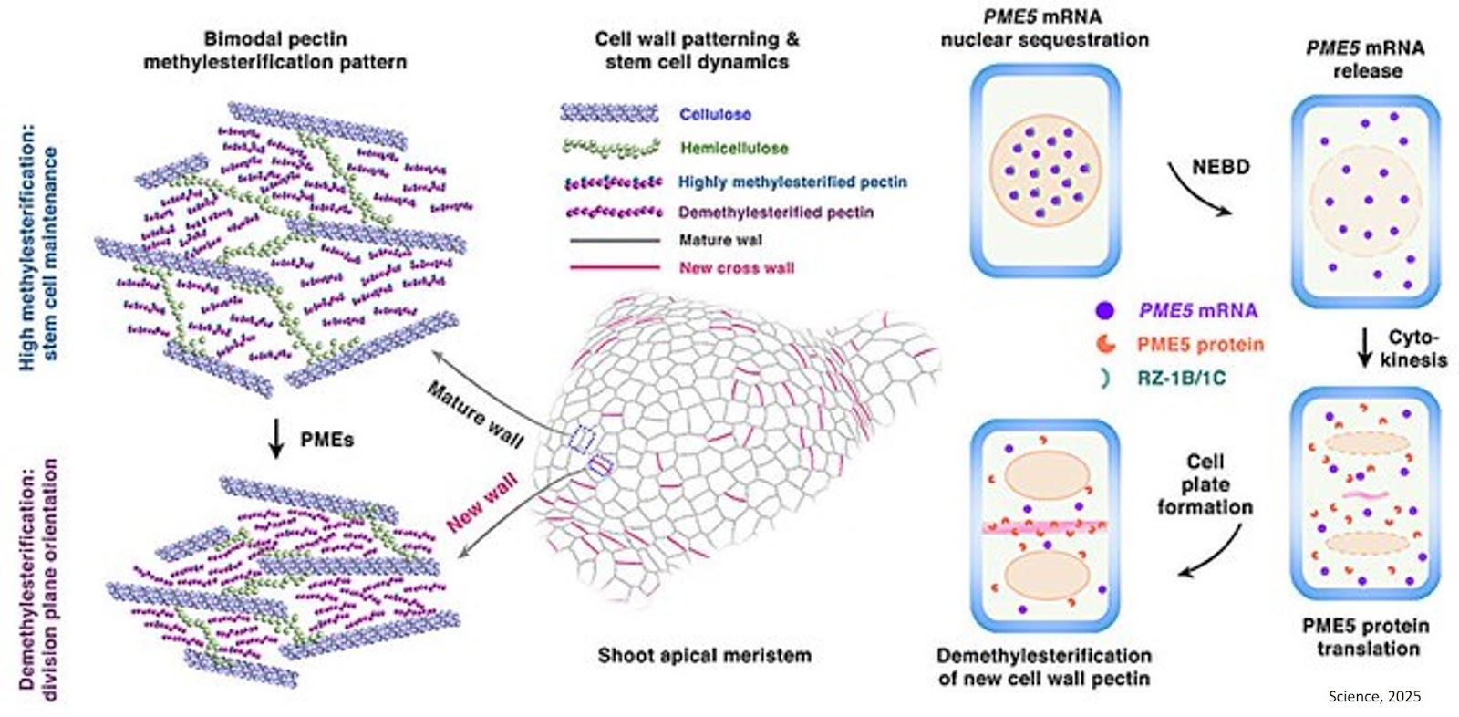 How cell walls guide stem cells