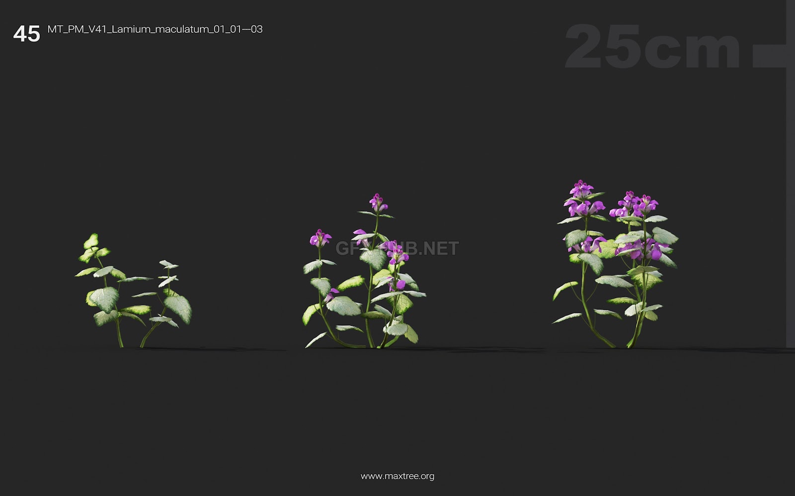 Maxtree - Plant Models Vol.41