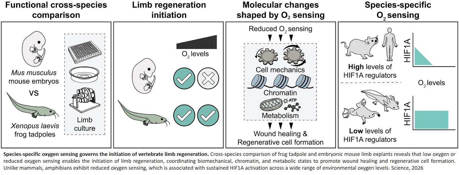 When oxygen determines if a limb can regrow