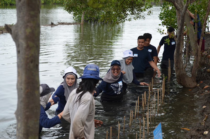 Kolaborasi relawan menanam mangrove