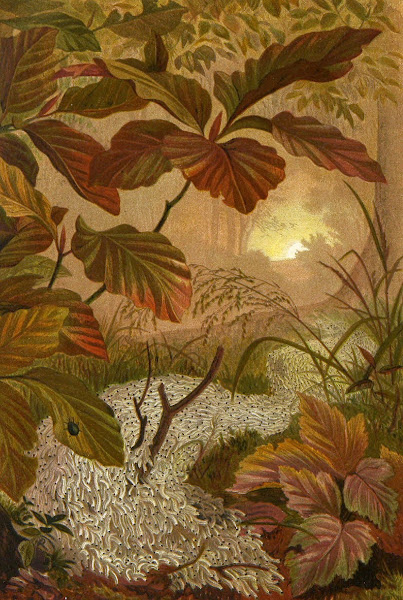 Die Insekten Tausendfussler und Spinnen Pl 12 1877