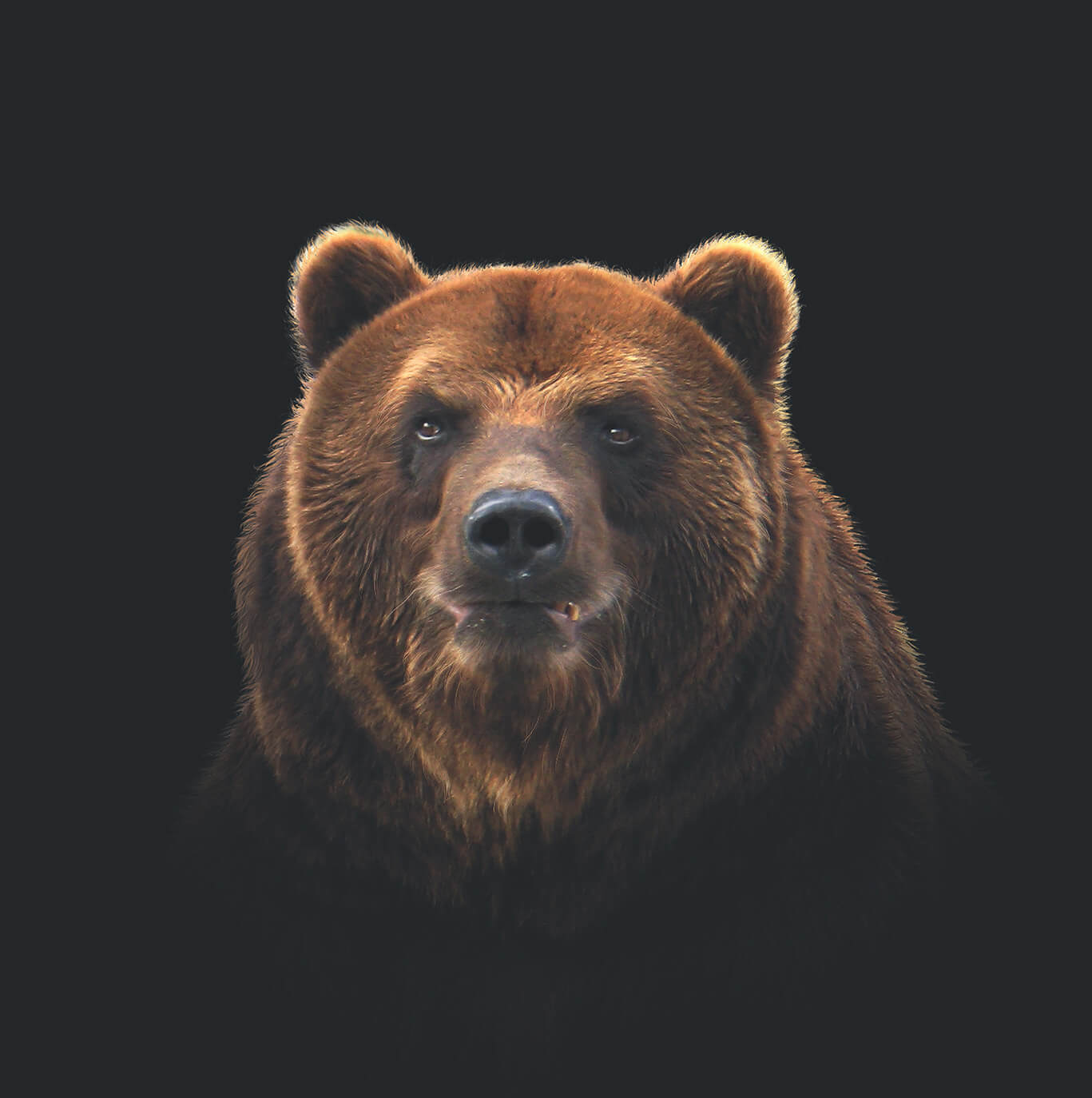 Bear Face Picture