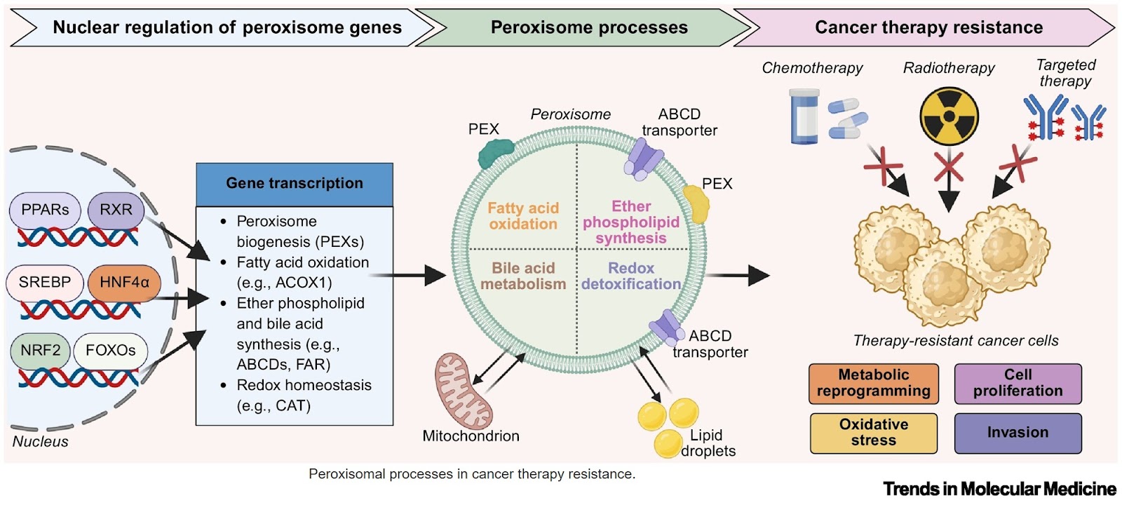 Under pressure: peroxisomes in cancer therapy resistance