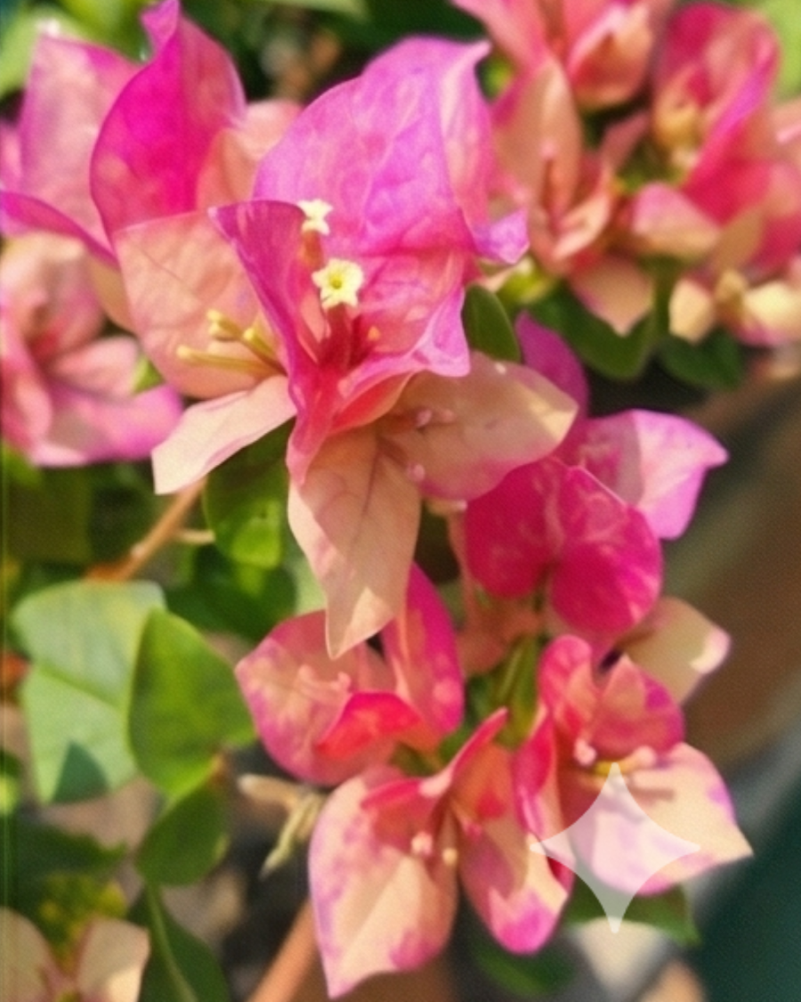 Imported Red September Bougainvillea Plant — view 5