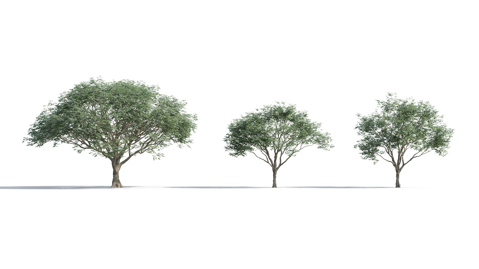 Maxtree - Plant Models Vol.5