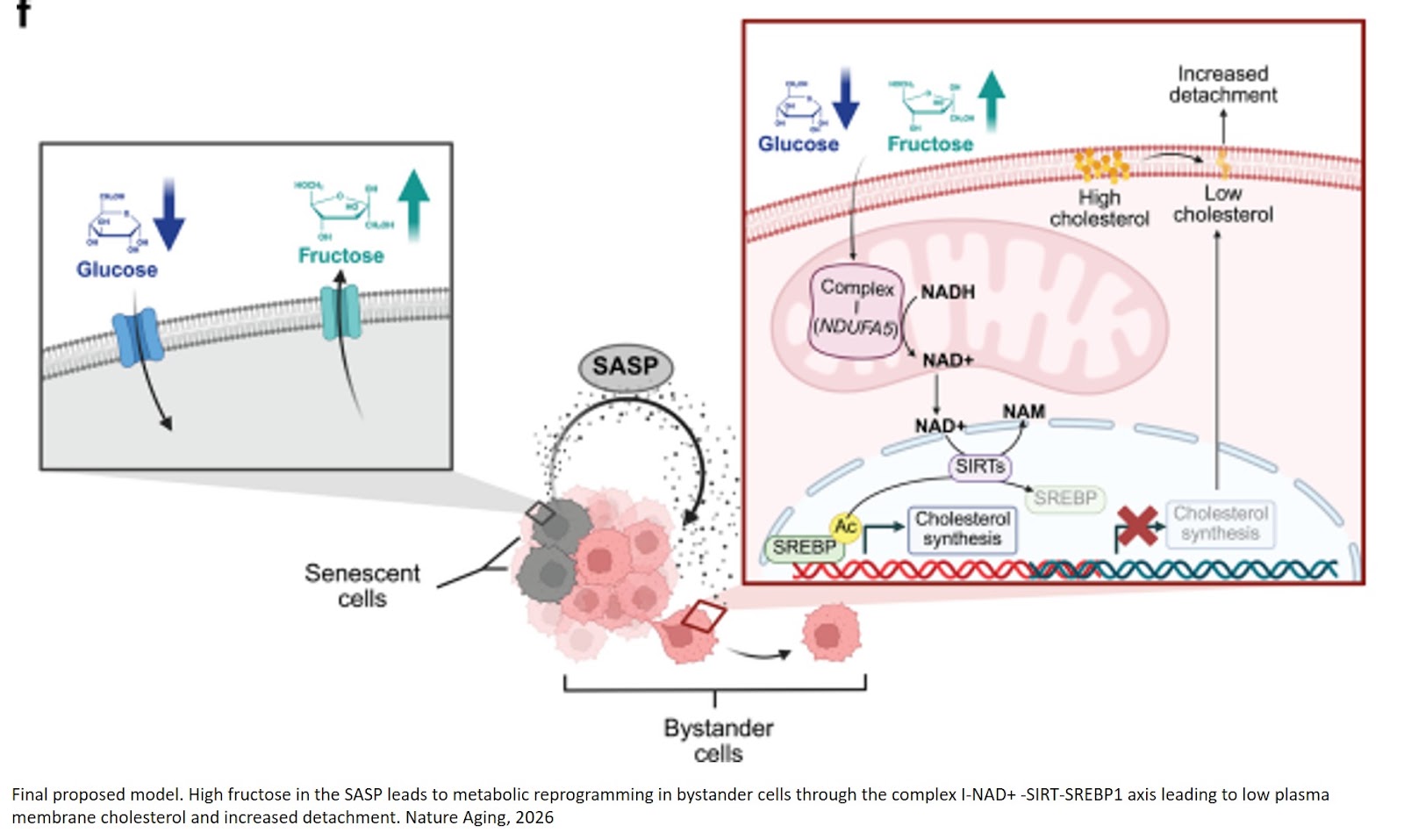 Fructose drives cancer spread
