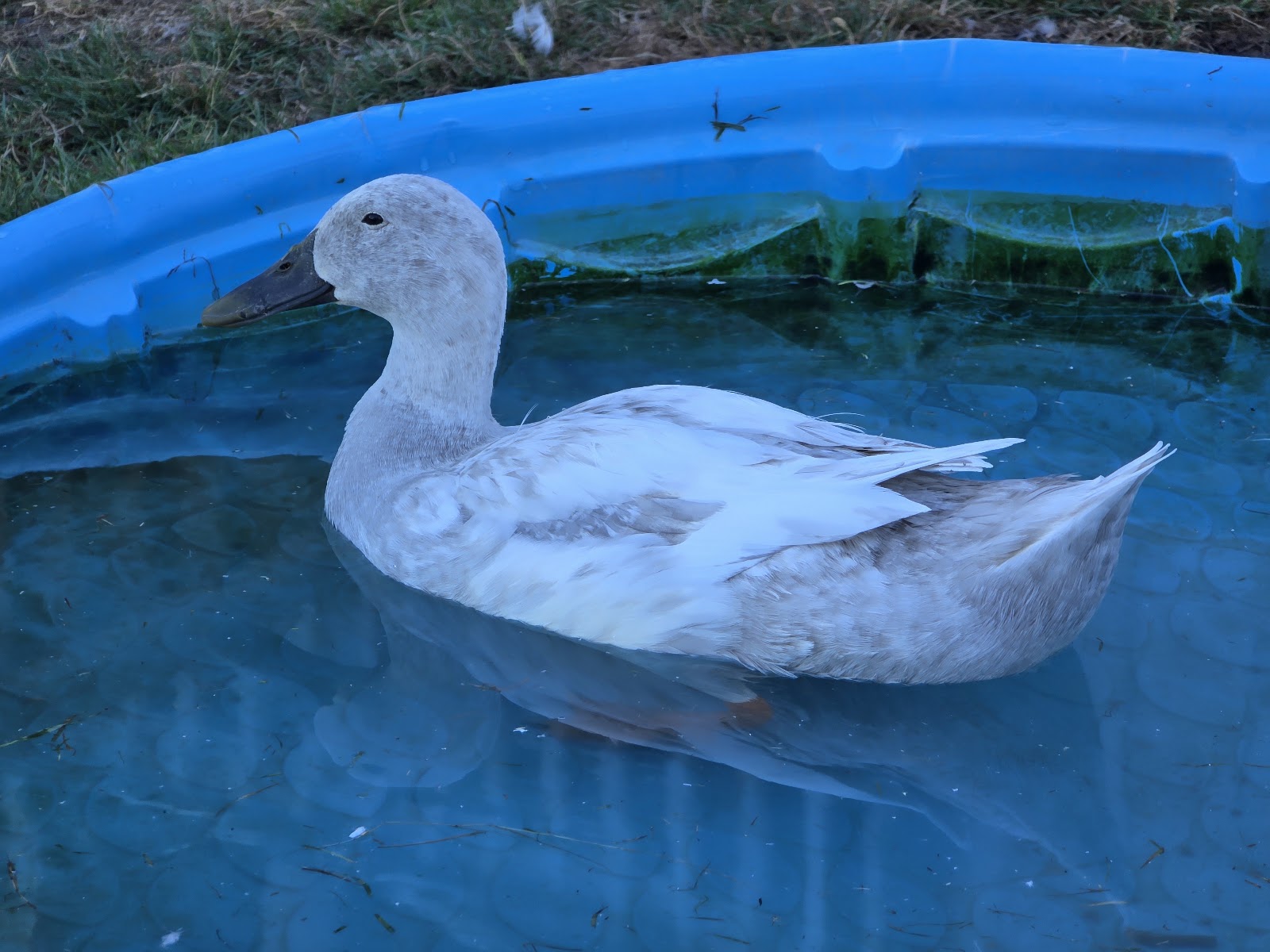 Silver Runner Duckling