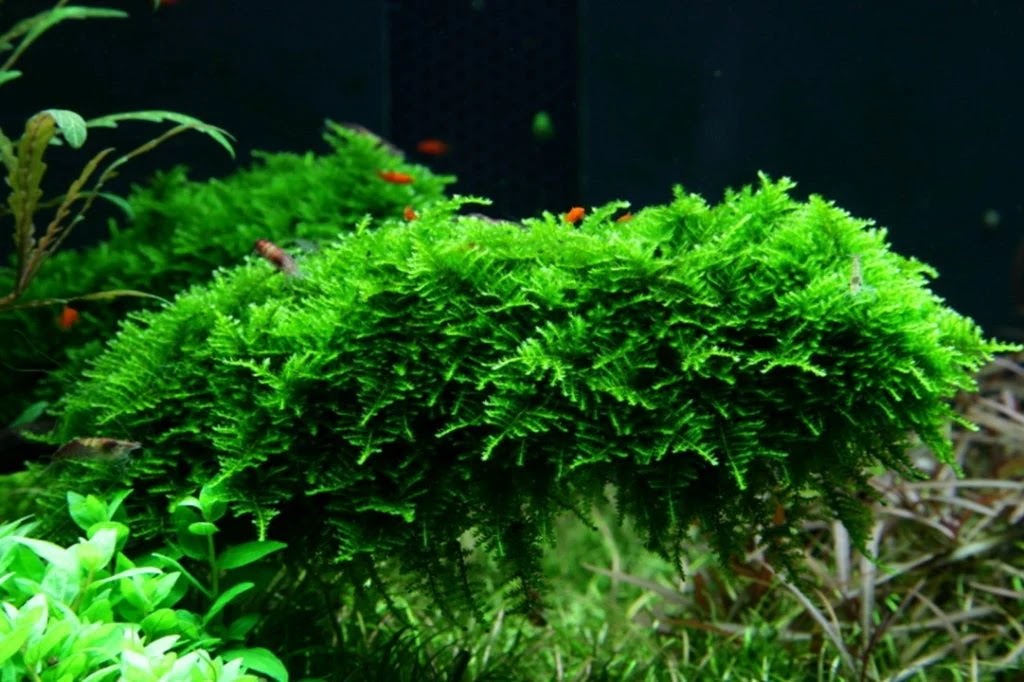 Vesicularia dubyana -‘Java moss