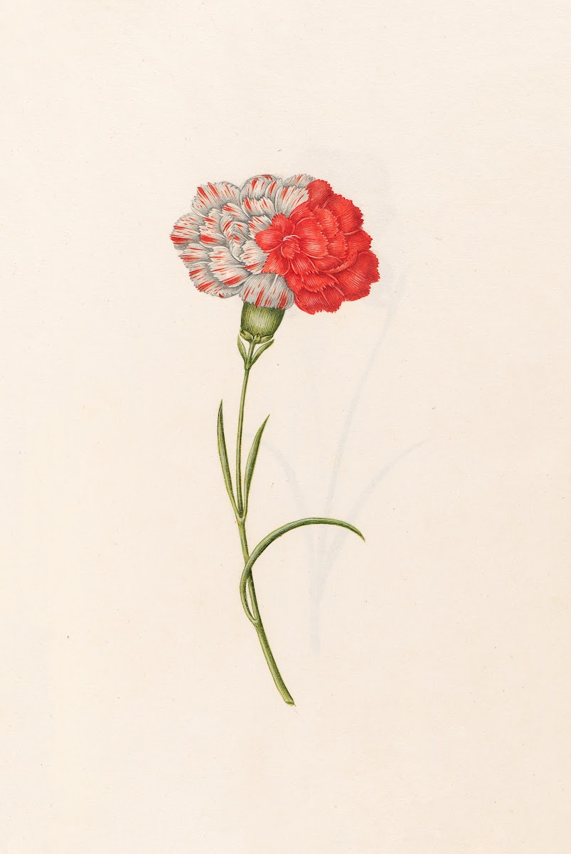 Carnation 1692