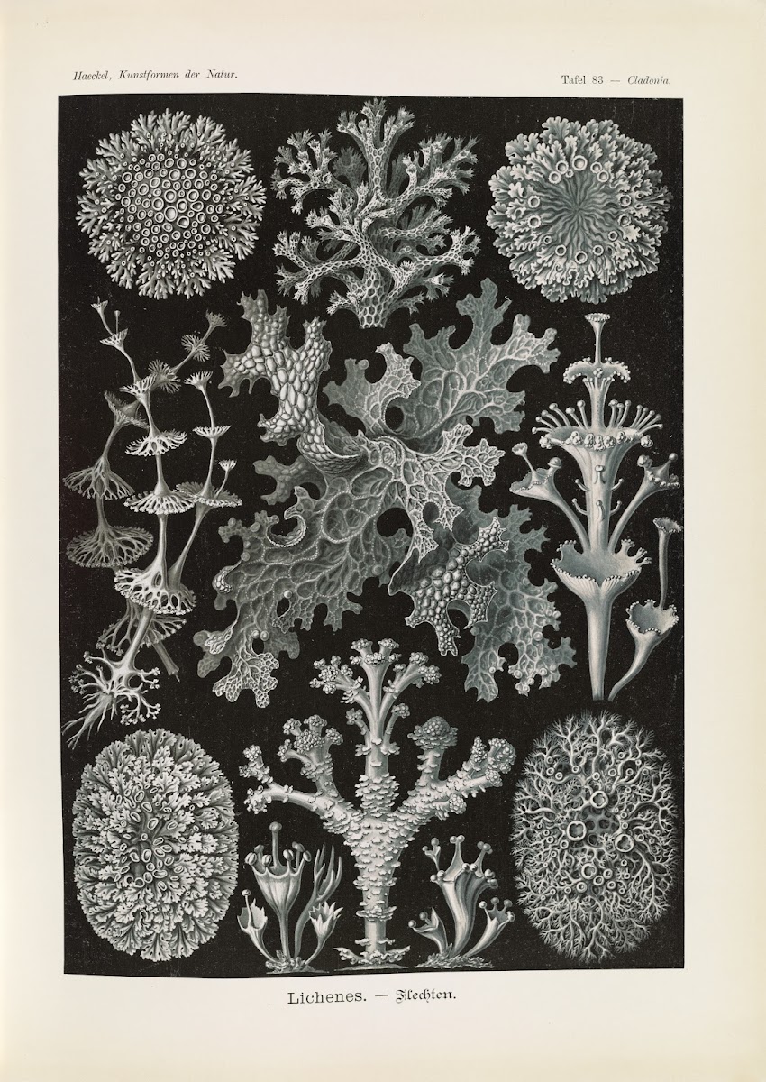 Lichenes  Flechten 1904