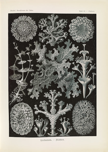 Lichenes  Flechten 1904