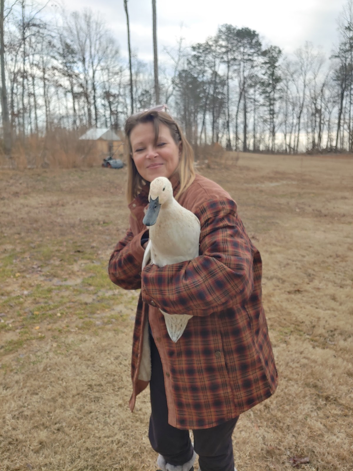 Welsh Harlequin Duckling