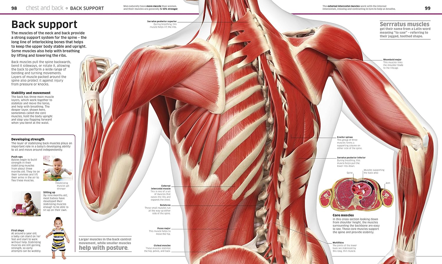 Knowledge Encyclopedia Human Body! - thumbnail 3