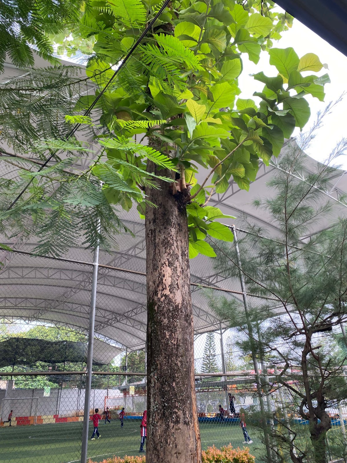 image of Mahogany Tree