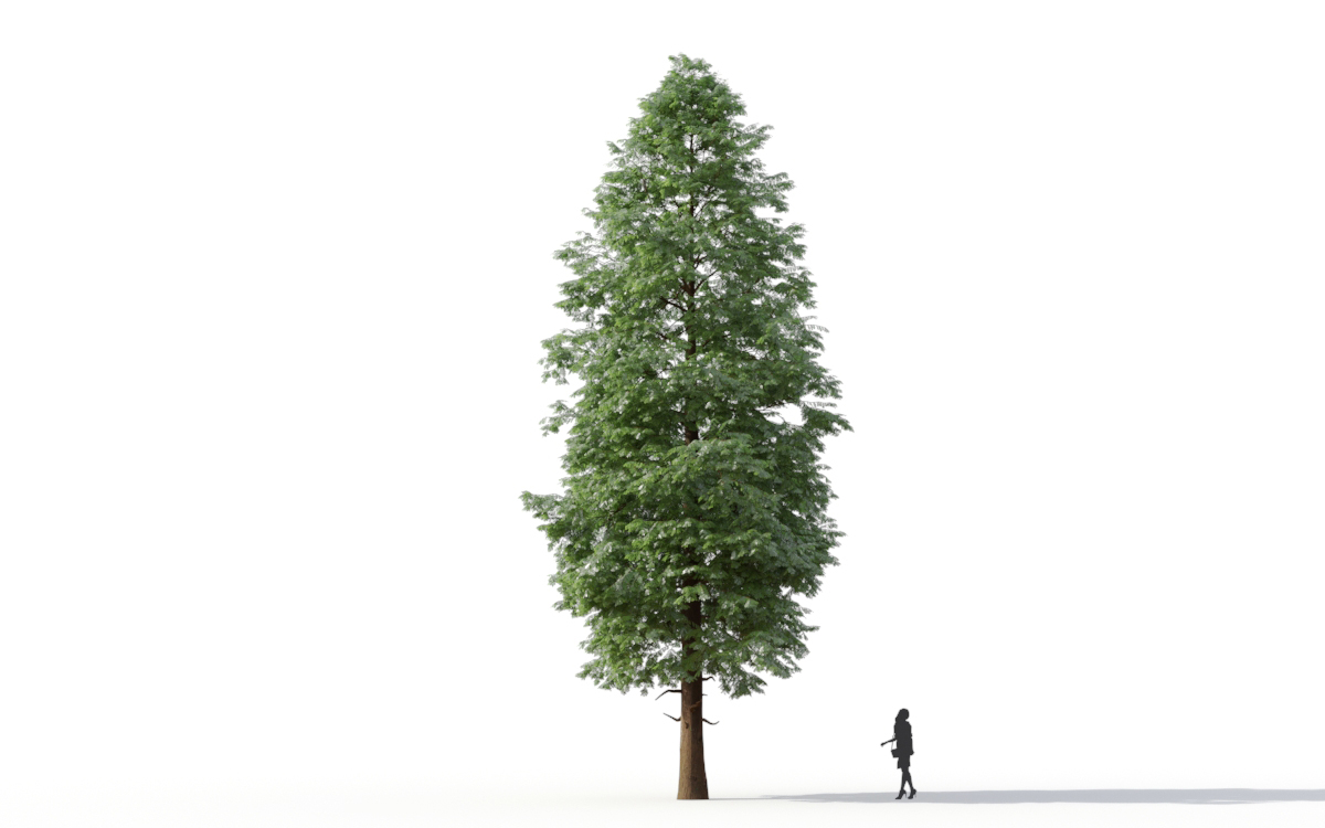 Maxtree - Plant Models Vol.11