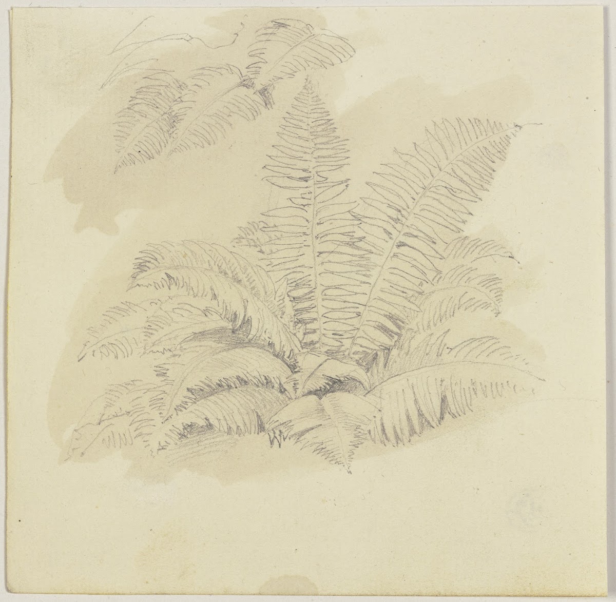 Ferns