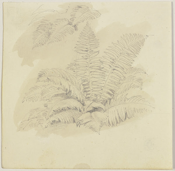 Ferns