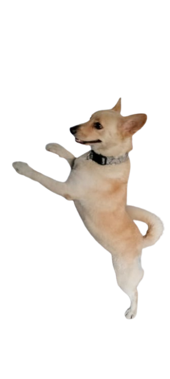 Runner Image