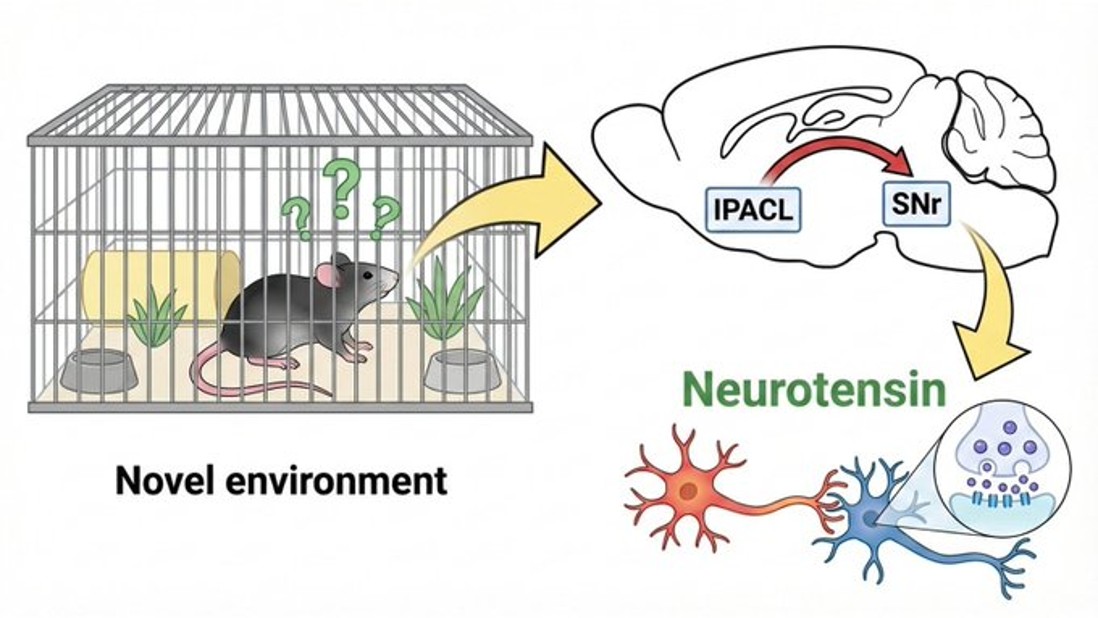 Why we sleep poorly in new environments