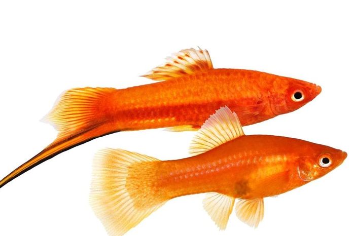Bí mật về 'thanh kiếm' của loài cá cảnh được nuôi cực nhiều ở Việt Nam - Báo Tri thức &amp; Cuộc sống