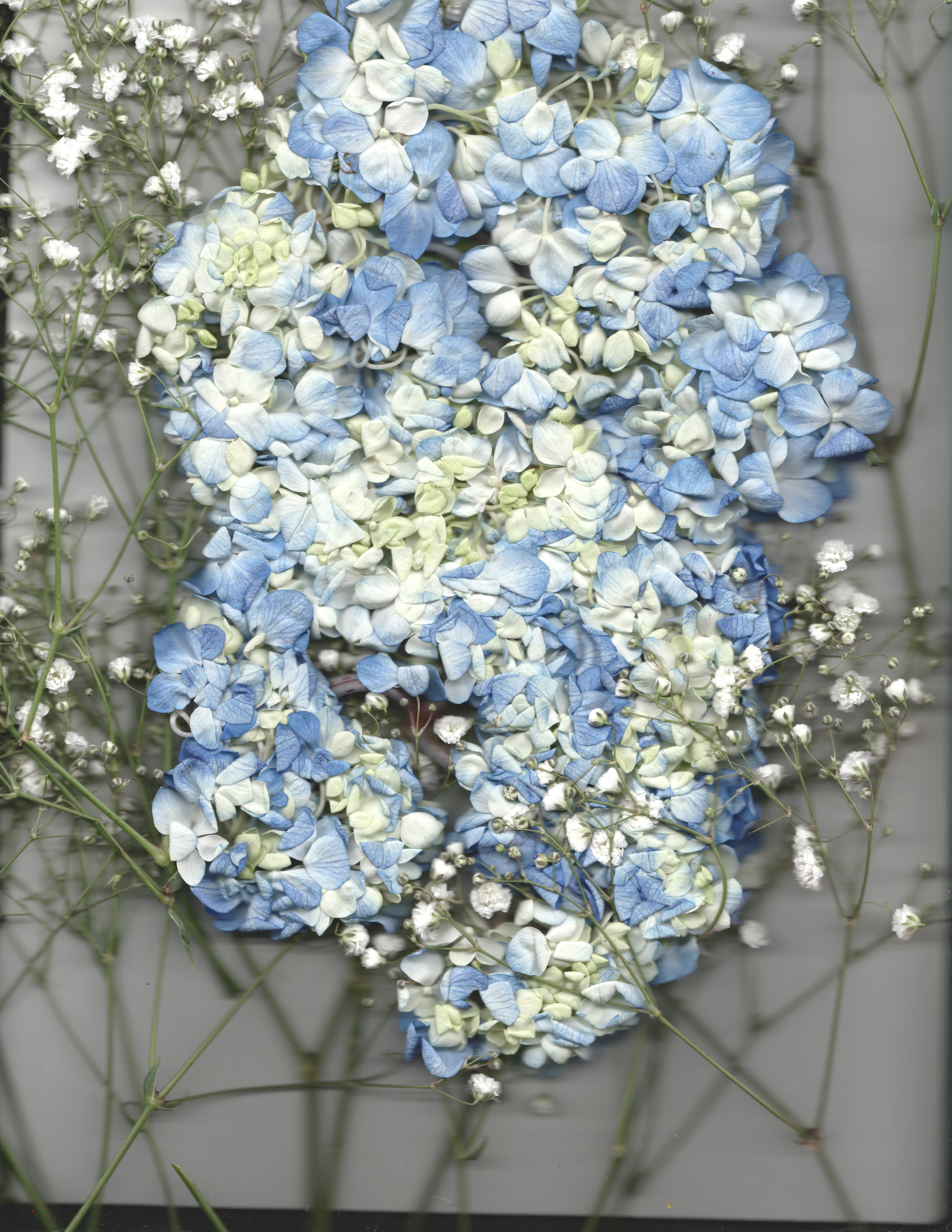 Blue No. 1 — original botanical scanography fine art print by Zoey Solomon