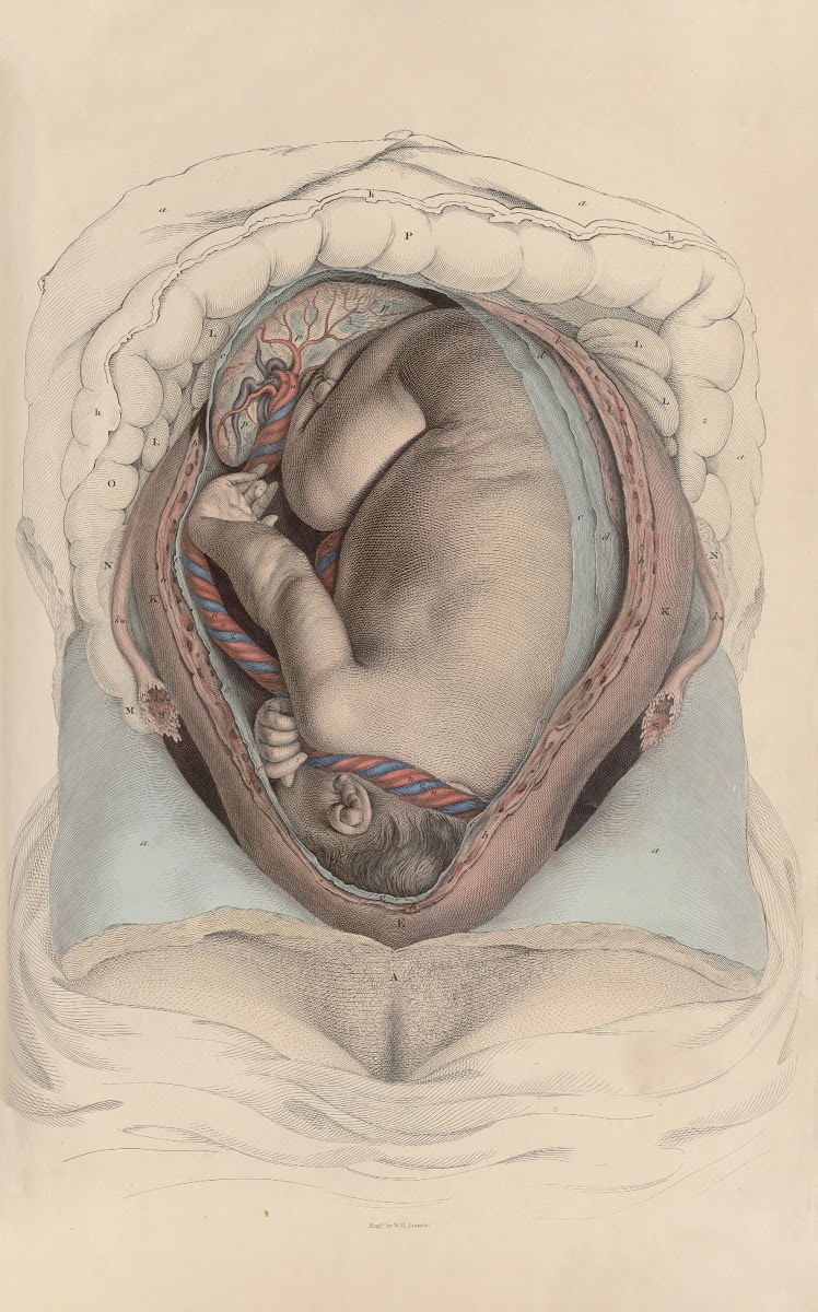 A system of anatomical plates of the human body Pl099 1840