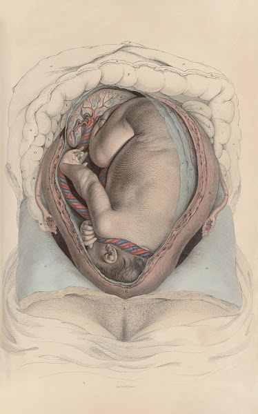 A system of anatomical plates of the human body Pl099 1840