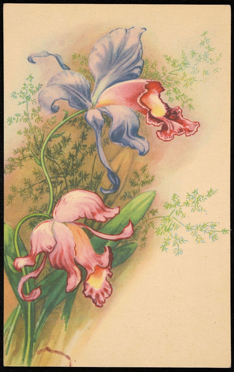 Orchidea 1939