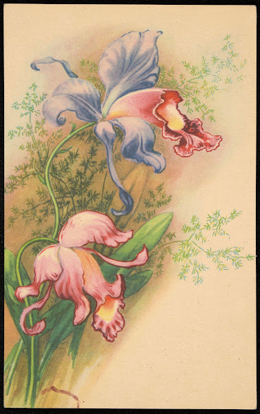 Orchidea 1939