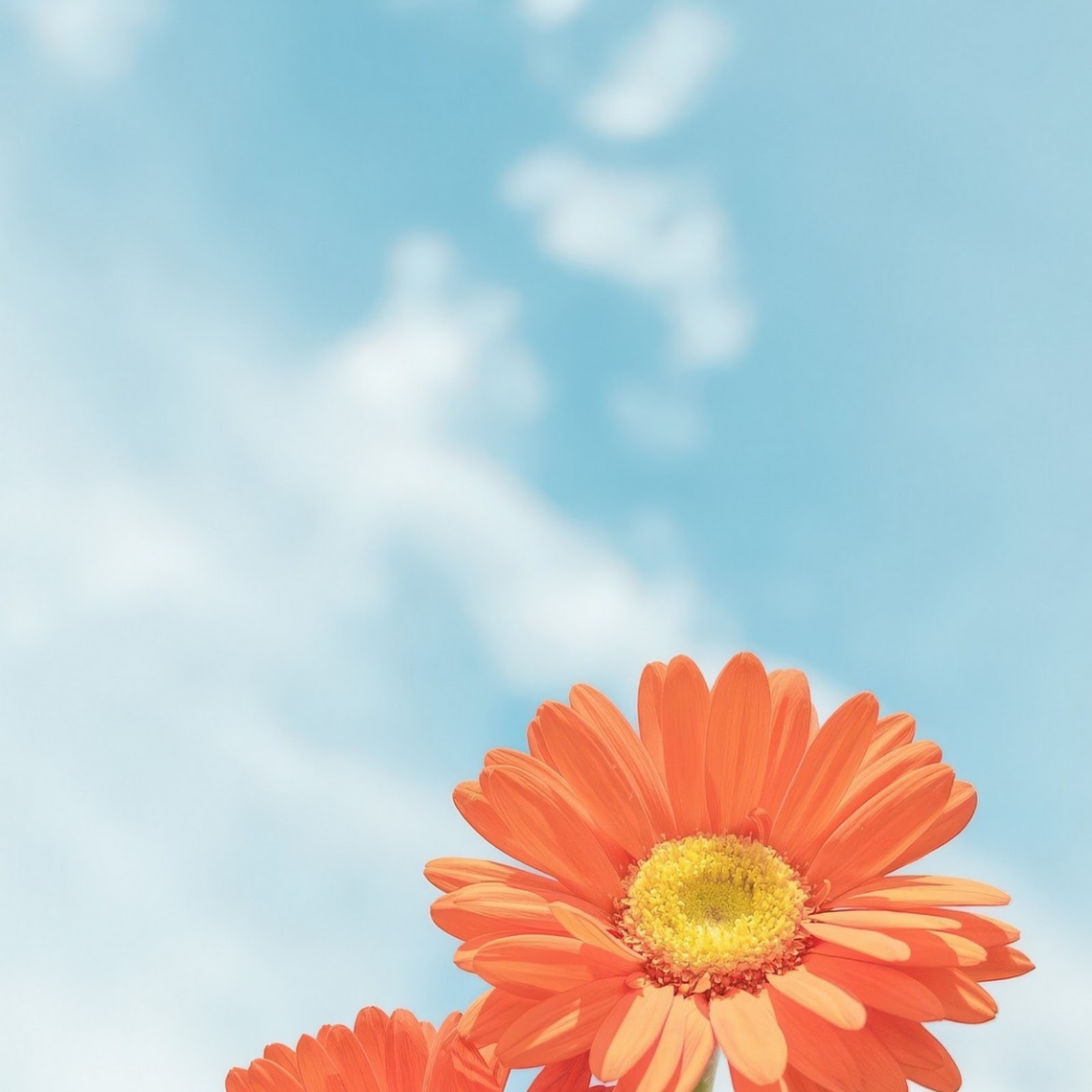 Download Orange Gerbera Daisy Flowers iPhone
