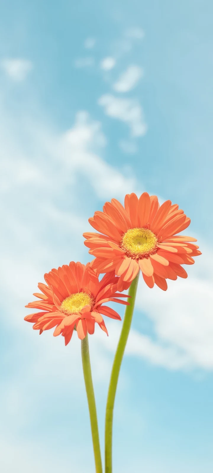 Orange Gerbera Daisy Flowers - Nature Photography iPhone Wallpaper (1032x2293)