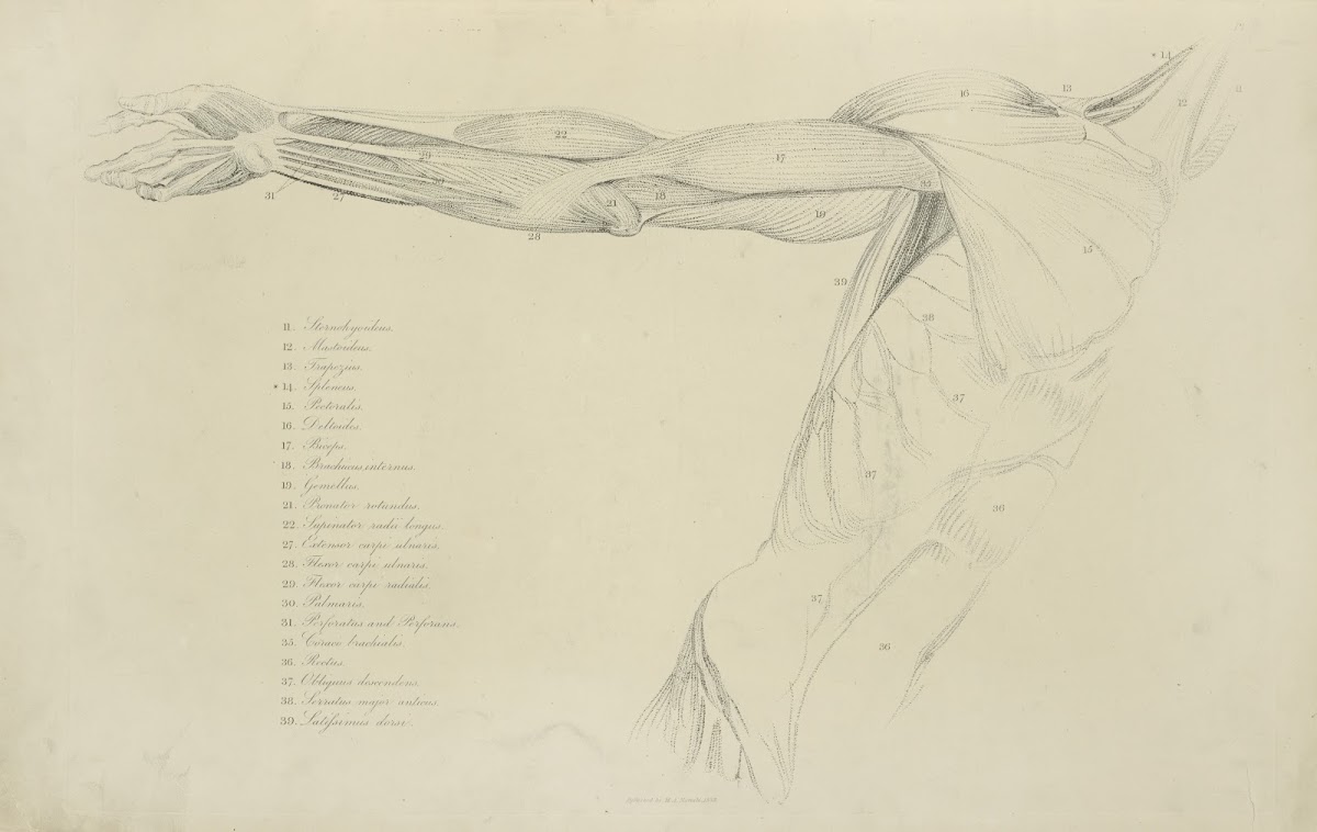 View of right arm and side of torso 1833
