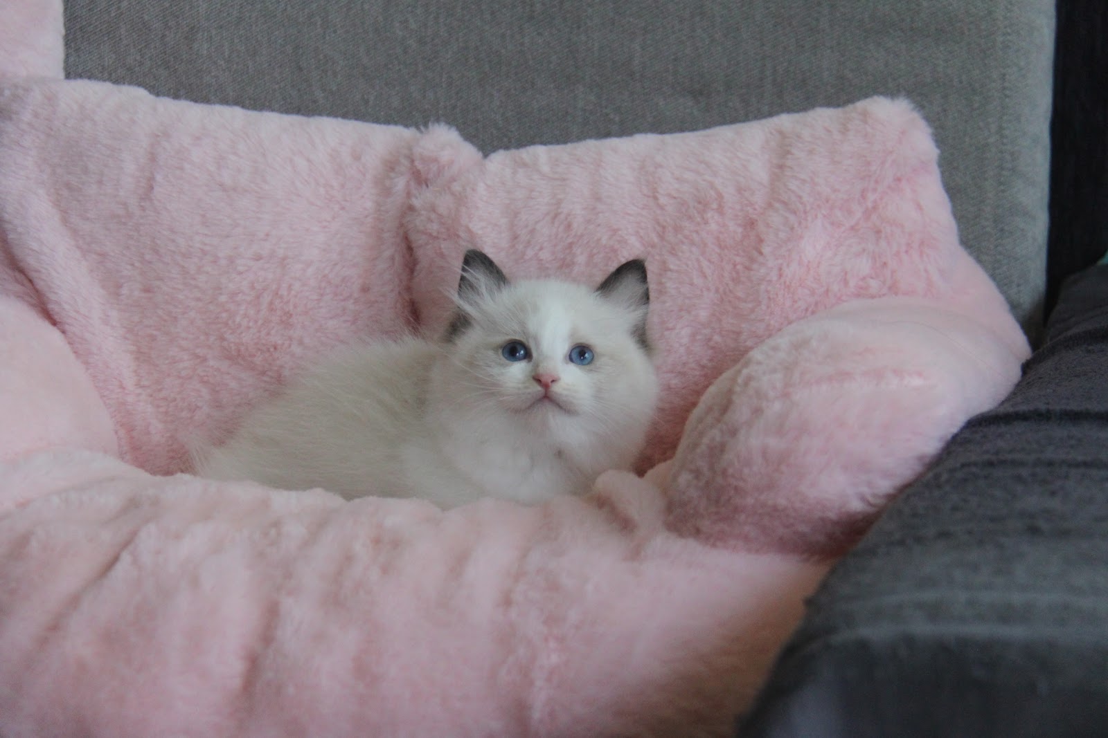 12/20出生 1號高端優質海雙布偶貓弟弟