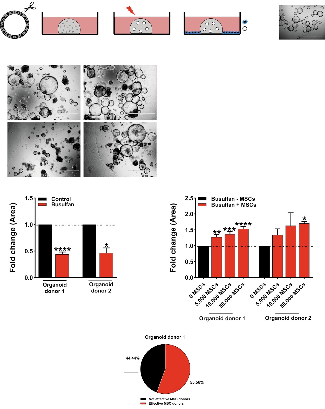 Mesenchymal stromal/stem cells promote intestinal epithelium regeneration after chemotherapy-induced damage