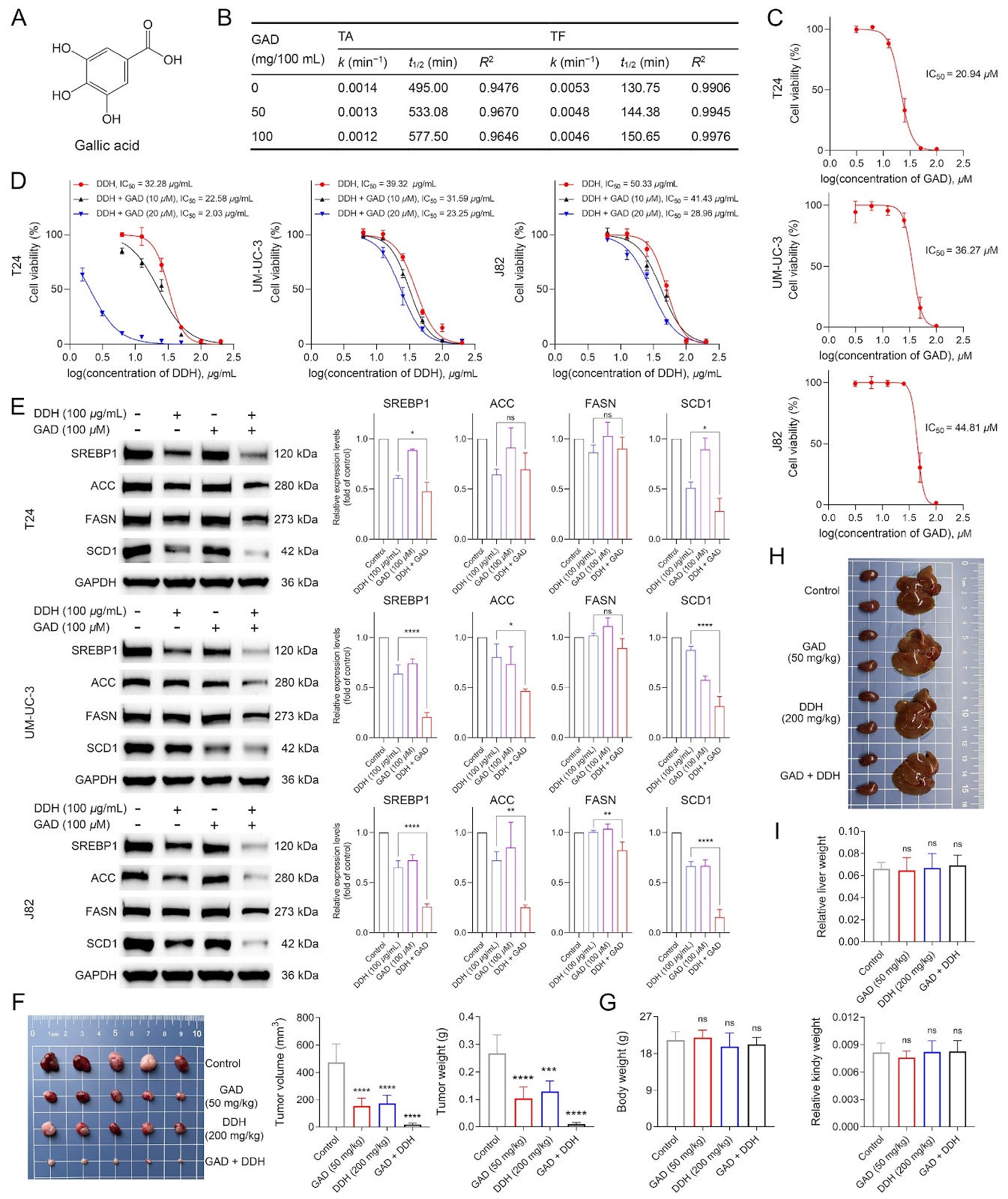 Anthocyanins and flavonoids derived from Clitoria ternatea L. flower inhibit bladder cancer growth via suppressing fatty acid synthesis mediated by SREBP1 pathway