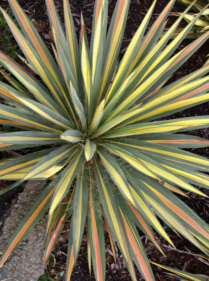 Yucca filamentosa 'Colourguard' variegata con foglie gialle e verdi in un giardino roccioso