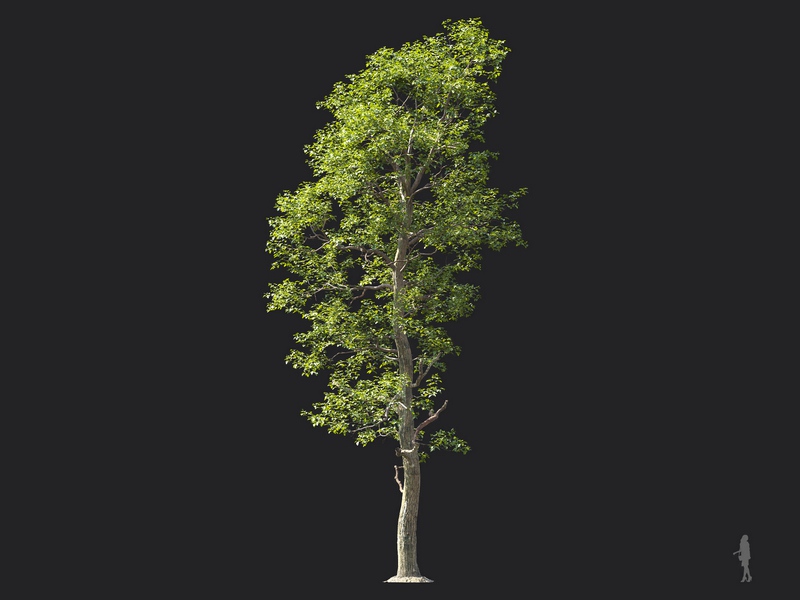 Maxtree - Plant Models Vol.124