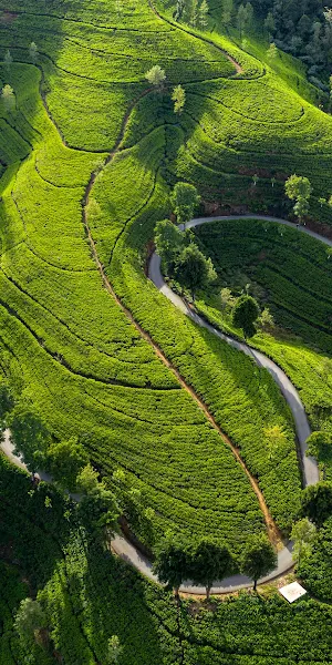 Tea Plantation, Hill Country, Aerial View, Green Landscape 4K Wallpaper Background